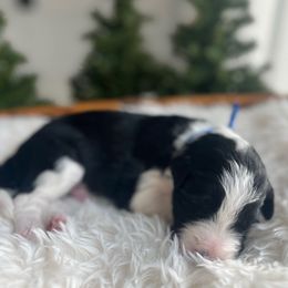 Yosemite - White and black male Bordoodle puppy in Valley Center, California from Circle R Valley Bordoodls