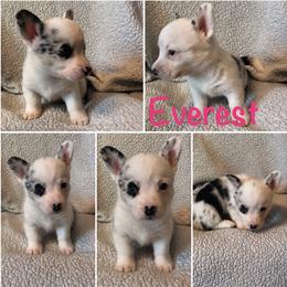Everest - Blue merle and white female Cardigan Welsh Corgi puppy in Box Elder, South Dakota from BELieve Cardigan Welsh Corgis