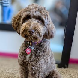 Maggie - Australian Labradoodle