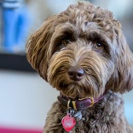 Maggie - Australian Labradoodle