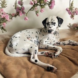 Dachshund, Dalmatian, Havanese, Maltese, Pomeranian, and Poodle Puppies from Destination Dalmatian