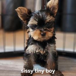 SB boy - Blue and gold male Yorkshire Terrier puppy in Alburnett, Iowa from Hobbs Shire Yorkies