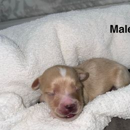 Mali - Gold male Yorkshire Terrier puppy in Lynwood, Illinois from SaintNicksWay