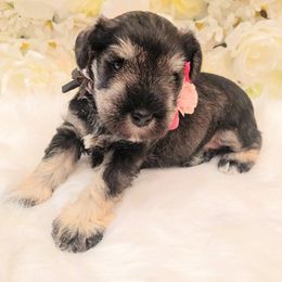 Miniature Schnauzer Puppies from Hall Miniature Schnauzers