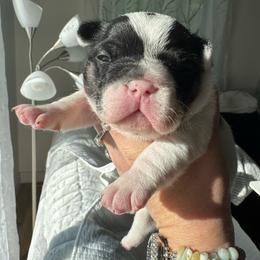 Starkhaus' Lil' Flopsy Cottontail - White and black female French Bulldog puppy in Westerly, Rhode Island from Starkhaus Rottweilers & Frenchies