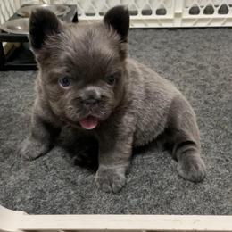Oscar - Blue male French Bulldog puppy in Las Vegas, Nevada from Let it Ride Bulldogs