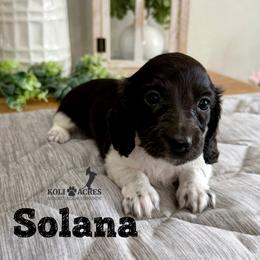 Solana - Black and tan female Dachshund puppy in Kemp, Texas from Koli Acres