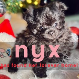 Nyx - Black Pomeranian puppy in Naperville, Illinois from Somos Pomeranians | Selectively Bred Puppies