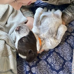 Wirehaired Pointing Griffon Puppies from Twenty-Mile Griffons