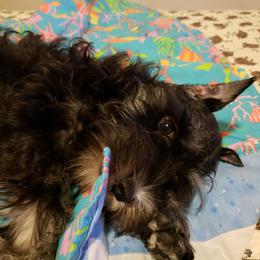 Miniature Schnauzer Puppies from Starbound Miniture Schnauzer's