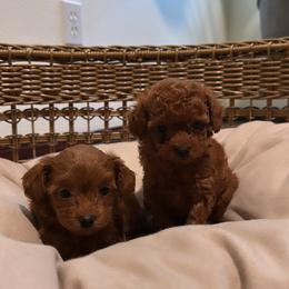 Poodle puppies from Gresham puppies