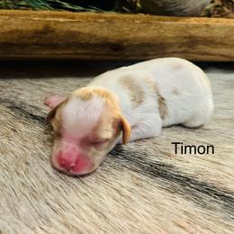 Timon - Blenheim male Cavapoo puppy in Miami, Oklahoma from BriarCreek Cavapoos