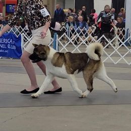 Akita and Portuguese Water Dog Puppies from Cades Akitas