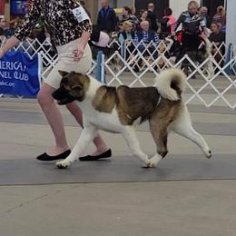 Akita and Portuguese Water Dog Puppies from Cades Akitas