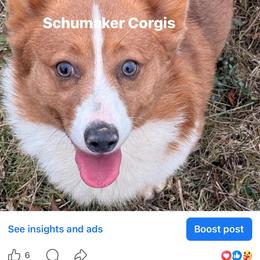 TOBI-TOO - Red merle and white male American Corgi puppy in Heyworth, Illinois from Schumaker Corgis
