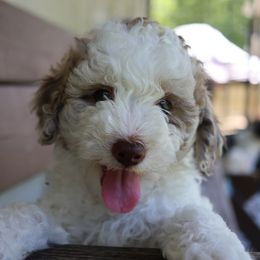Bernedoodle Puppies from Puppy Place