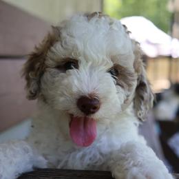Bernedoodle Puppies from Puppy Place