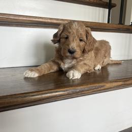 Buster - Apricot male Goldendoodle puppy in New Waverly, Texas from C.P. Puppy Buddies
