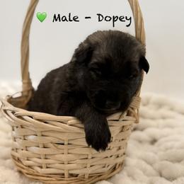 Shiloh Shepherd Puppies from North By Northwest Shilohs “NBN”