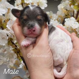 Merle boy - Merle male Cavapoo puppy in Ossian, Indiana from Sharices Cavapoos