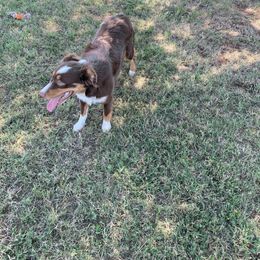 Miniature Australian Shepherd and Toy Australian Shepherd All Grown Up from Aussies by Mary at Temple Ranches