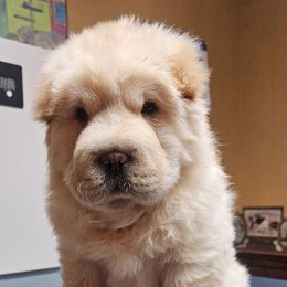 Kisses - Chinese Shar-Pei