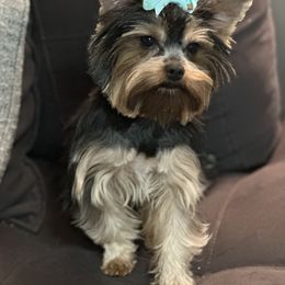 Yorkshire Terrier Puppies from Dreams Come True Yorkies