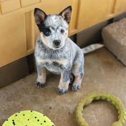Midgy - Blue mottled Australian Cattle Dog puppy in Greenfield, Tennessee from Tagalong & Whimsical Kennel