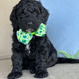 Heath - Black Goldendoodle puppy in Florence, South Carolina from Candy Doodles