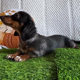 Socks - Dapple female Dachshund puppy in Hawley, Texas from Foxy’s Dachshunds & Toy Aussies