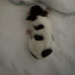 Maleficent AKC - Chocolate, tan and white female Yorkshire Terrier puppy in Labelle, Florida from Chocolate and Parti Yorkies in Florida