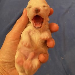 Bichon Frise Puppies from Southern Sands Bichons