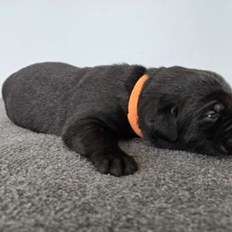 Orange - Black Labrador Retriever puppy in Meadville, Pennsylvania from Condition 1 Retrievers