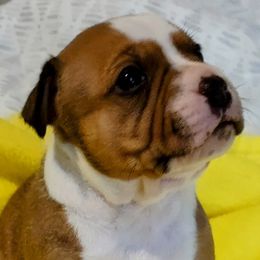 Girl 1 - Red and white Staffordshire Bull Terrier puppy in Mulberry, Florida from Bloodrock Staffords