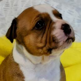 Girl 1 - Red and white Staffordshire Bull Terrier puppy in Mulberry, Florida from Bloodrock Staffords