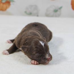 Rusty - Red tri male Toy Australian Shepherd puppy in Bauxite, Arkansas from J & B Mini Aussies