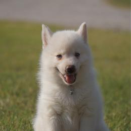 DeWalt - White male Pomsky puppy in Krum, Texas from Paw-Some Pomskies