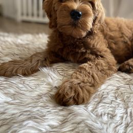 Goldendoodle Puppies from Whidbey Goldendoodles