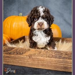 Roy - Brown white and tan male Cockapoo puppy in Connersville, Indiana from Deaz Doodle Ranch