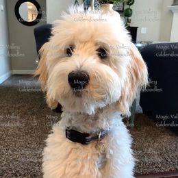 Tucker - Goldendoodle