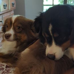 Miniature Australian Shepherds and Toy Australian Shepherds from Pleasant Grove Aussies