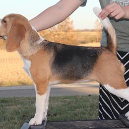 JoJo - Beagle