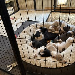 Whippet Puppies from Sonsteby