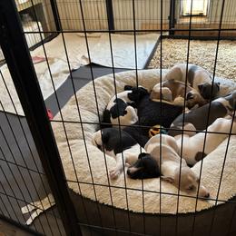 Whippet Puppies from Sonsteby
