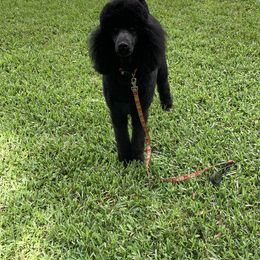 Poodle Puppies from Ocala Standard Poodles