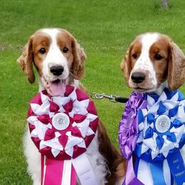 Cwen - Welsh Springer Spaniel