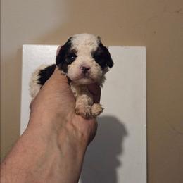Stella - Black & white female Maltipoo puppy in Everett, Washington from Meadows Ranch