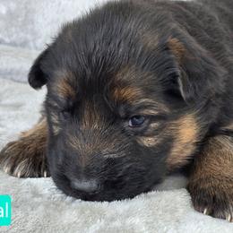Teal Collar - Black and red female German Shepherd puppy in Sumner, Iowa from Vom Wilke Kennels