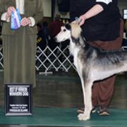 Salukis from Amrika Saluki
