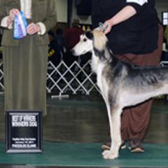 Salukis from Amrika Saluki